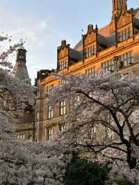 🌸 Spring Has Arrived in Sheffield City Centre – Here's How to Capture It 🌞📷