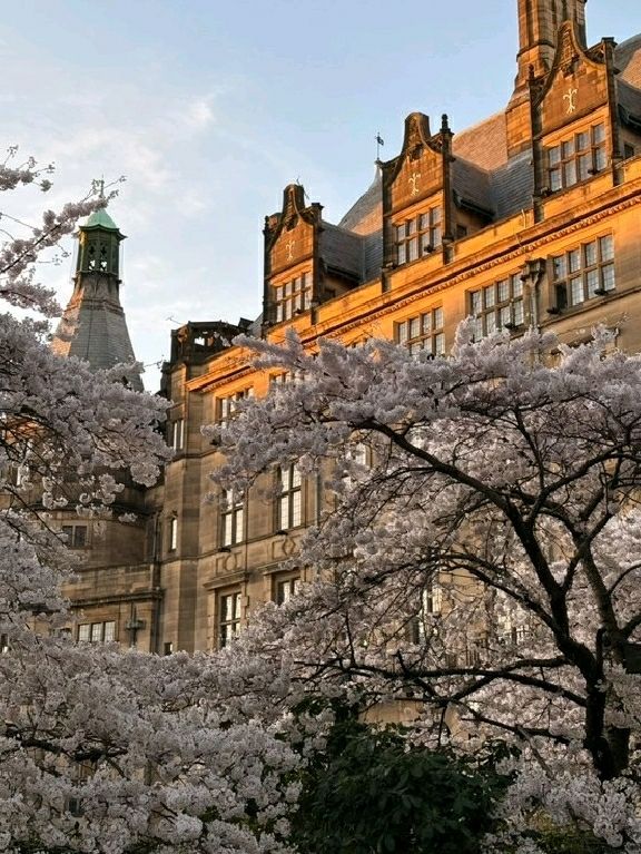 🌸 Spring Has Arrived in Sheffield City Centre – Here's How to Capture It 🌞📷