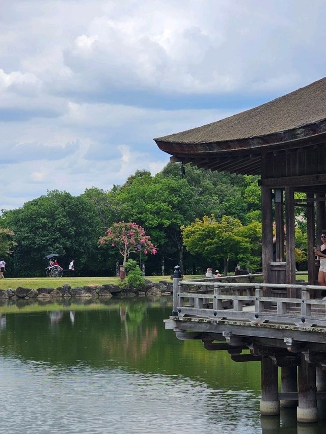 🦌 Morning or Afternoon in Nara Park? Here's What You Need to Know!
