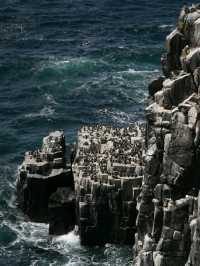 Puffin Watching on the Isle of May – A Seabird Safari to Remember!
