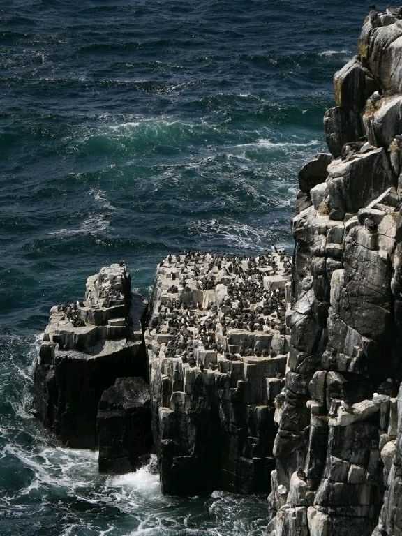 Puffin Watching on the Isle of May – A Seabird Safari to Remember!