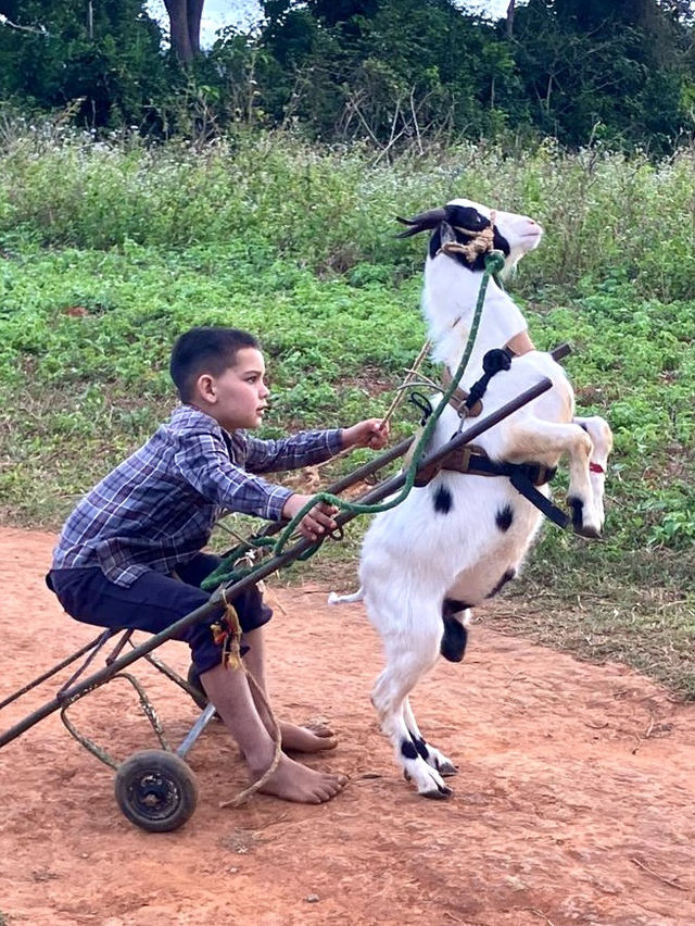 古巴 Viñales 健行