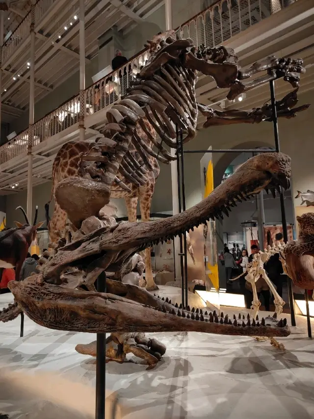 Bones, Beasts, and Stillness: A Walk Through Scotland’s Animal Archive