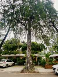 Сиемреап, Камбоджа.