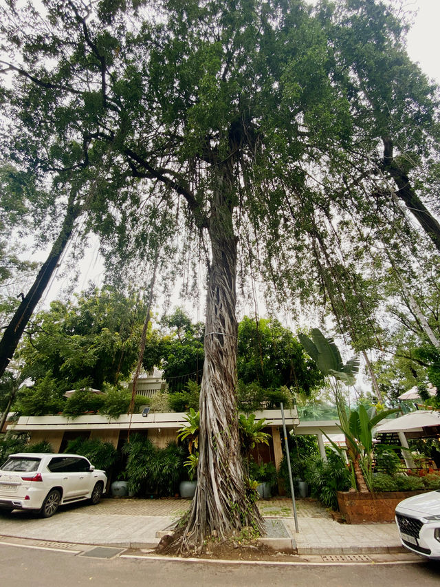 Сиемреап, Камбоджа.