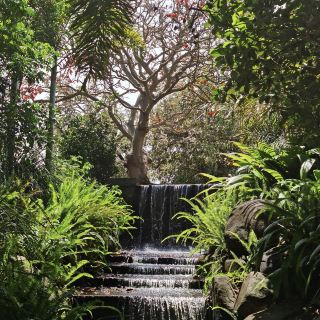 สวนพฤกษศาสตร์ประจำภูมิภาคแม็กเคย์