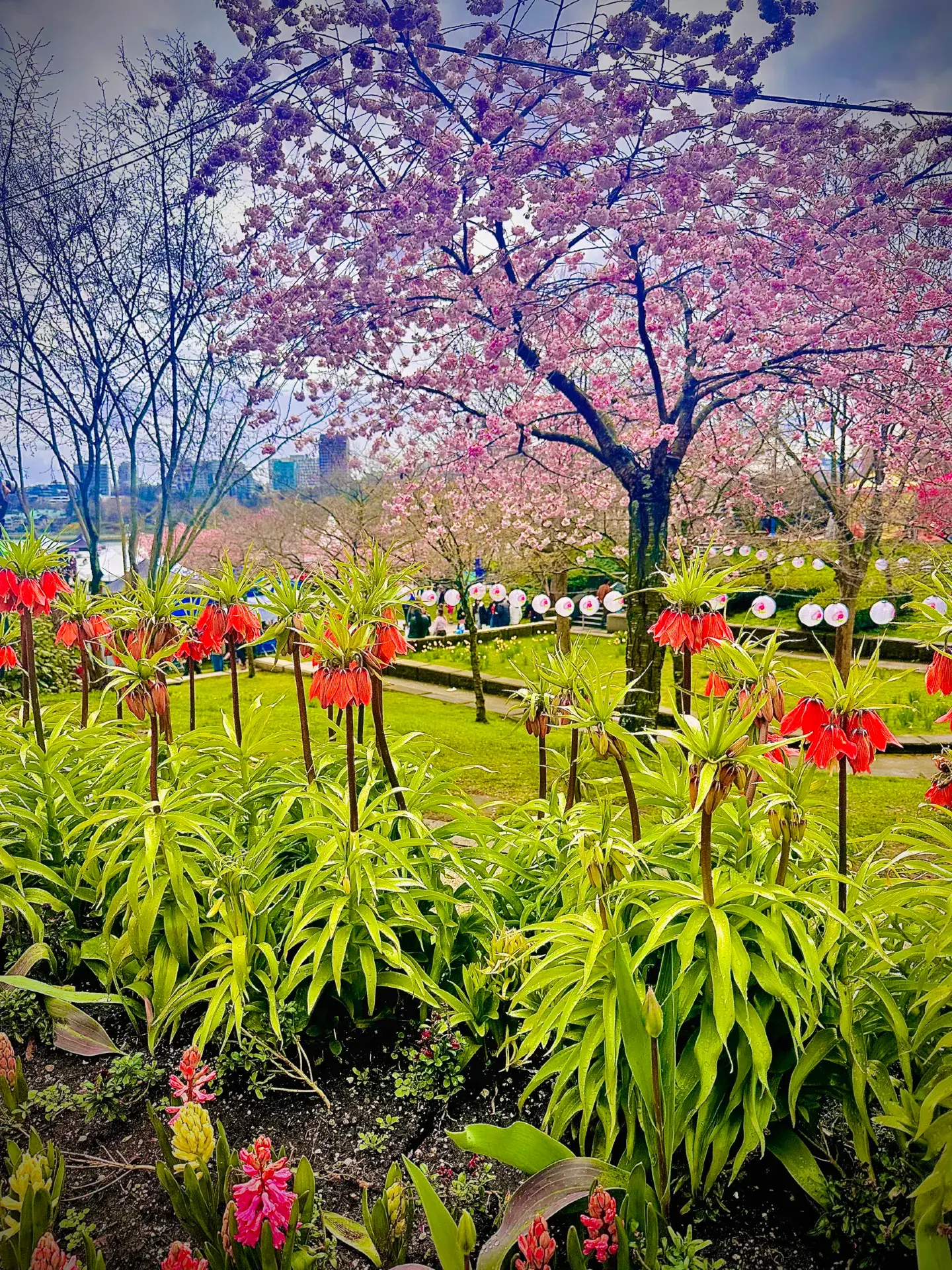 🇨🇦 5 THINGS TO DO IN VANCOUVER FOR FREE 🇨🇦