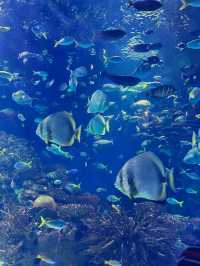 Is the Oceanogràfic Valencia Worth It for Your Adventure Trip? 🐠🌊