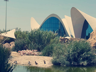 Is the Oceanogràfic Valencia Worth It for Your Adventure Trip? 🐠🌊