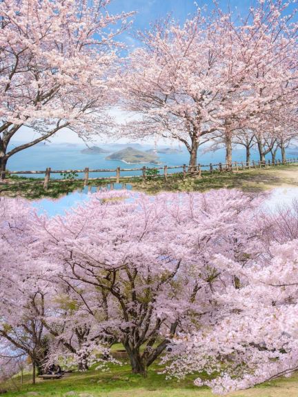 Recommended cherry blossom viewing spots among the scenic spots