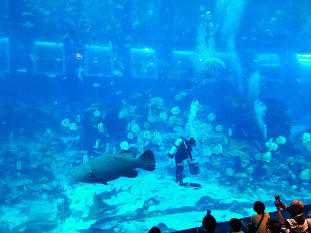 探訪新加坡🇸🇬 S.E.A. 海洋館🐠