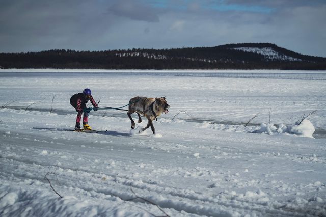 Reindeer appear, not just at Christmas.