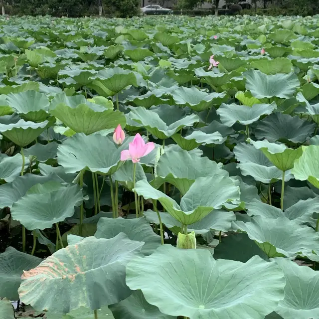 石湖　蘇州