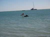 Release your laziness at a good place | Shark Bay
