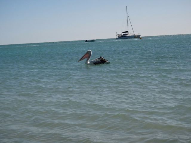 Release your laziness at a good place | Shark Bay