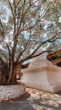 Ancient temple | Punakha Dzong full of romantic legendary colors