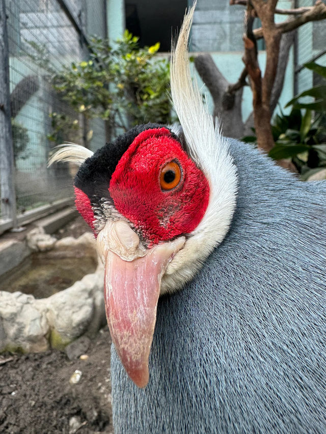 兒時聖地上海動物園裡有什麼?