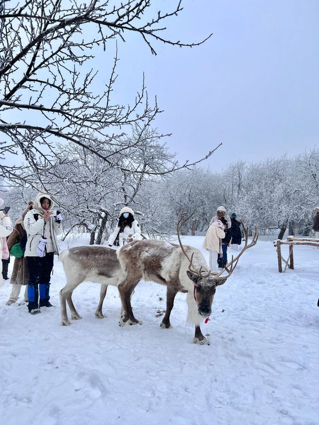 長白山雪嶺闖入童話世界看麋鹿live圖