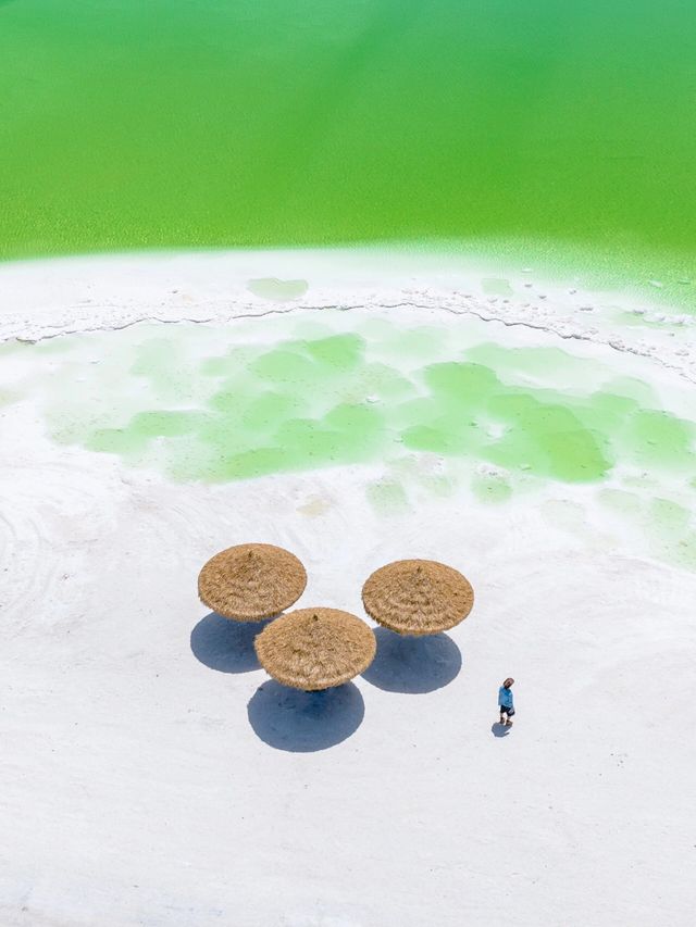 綠色寶藏：察爾漢鹽湖的生機與活力