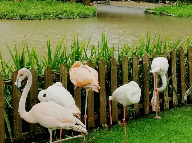 1995年，修建了上海野生動物園表演部動物競技場，它是上海野生動物園最早的一座動物表演專用場館