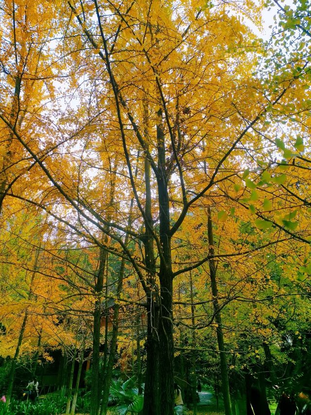 泡泡ooO 南溪山公園（大門）關注桂林|藏在市區裡的百花園香飄