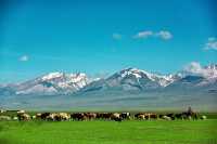 去新疆旅遊，選擇幾月份最合適？