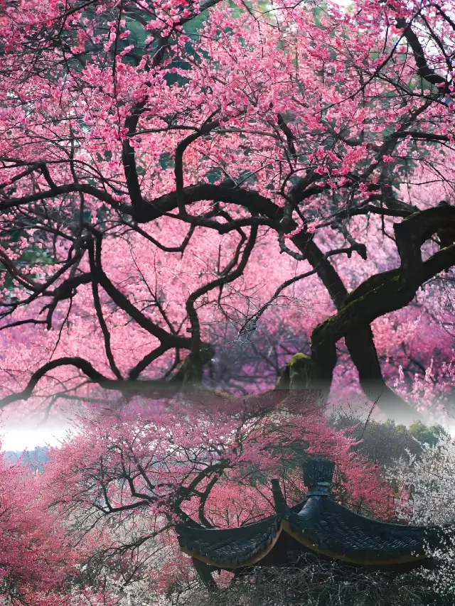 Lingfeng Plum Blossom Viewing, one of the best places to appreciate plum blossoms in Hangzhou!