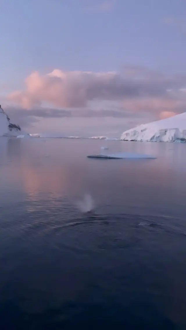 Witness Majestic Whales Amidst Glaciers and Stunning Sunsets in Antarctica 🐋🌅❄️