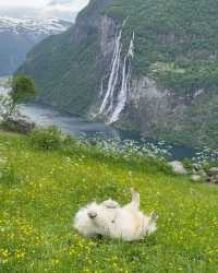 🌼💚 Unveil the secrets of Geirangerfjord and let its beauty mesmerize you. Have you ever visited a place that felt like pawradise? Share your stories in the comments below! 👇