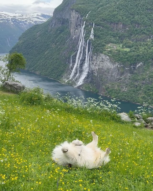 🌼💚 Unveil the secrets of Geirangerfjord and let its beauty mesmerize you. Have you ever visited a place that felt like pawradise? Share your stories in the comments below! 👇