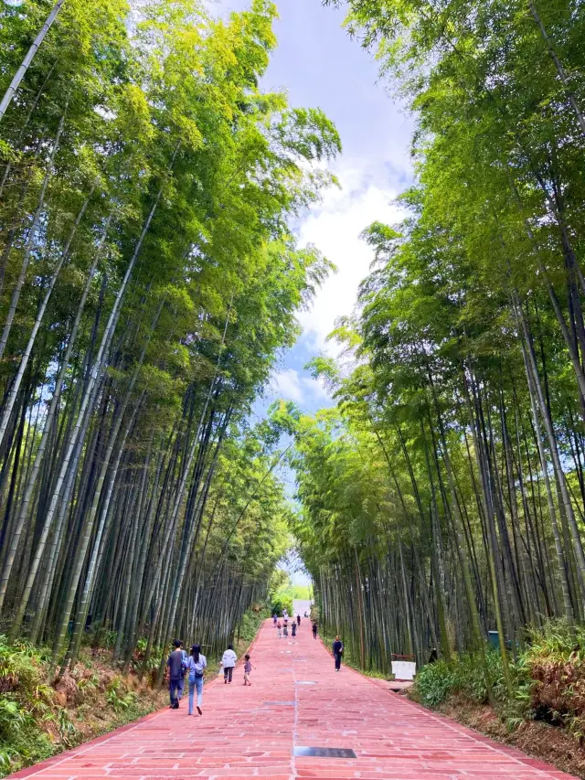 Feel the wind in the bamboo forest, a vision of verdant green, a paradise on earth