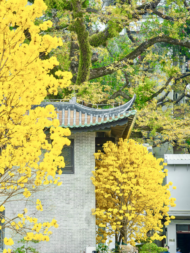 太開心了，光孝寺裡居然也有黃花風鈴木