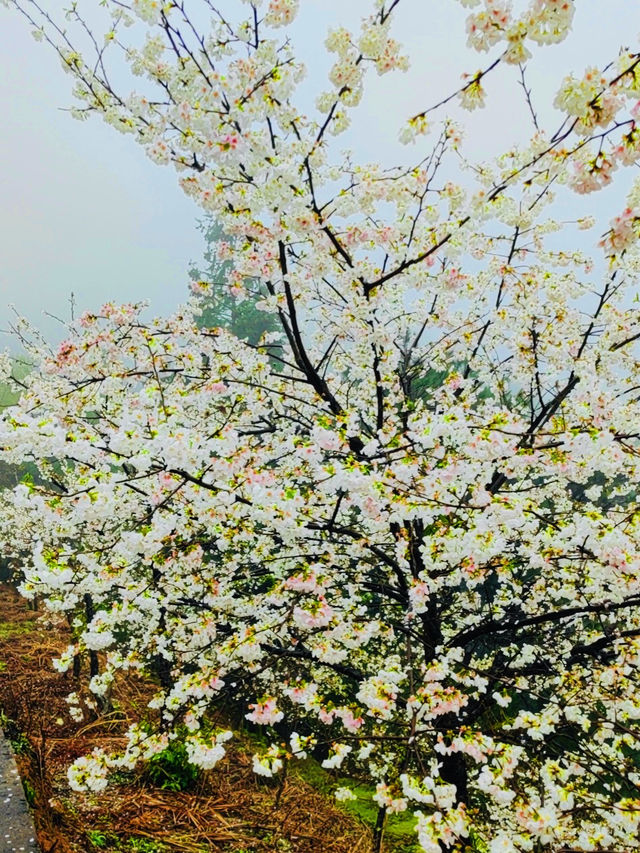 粵北觀冰花