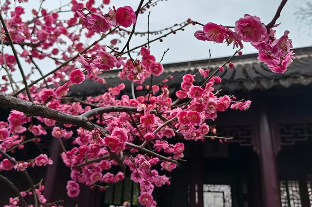 鐵骨紅：江南第一枝|可園（1573）