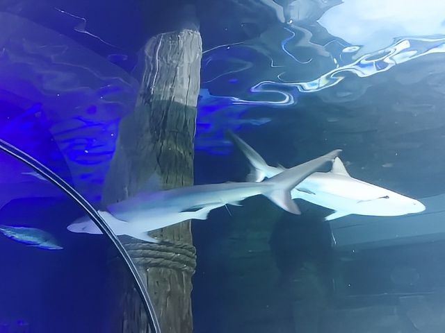 陽光海岸水族館 | 開啟奇妙的海底之旅