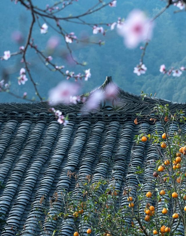 這什麼神仙古村！盛花期已到