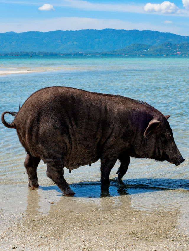 蘇梅島有個神奇的離島，豬是主要「島民」