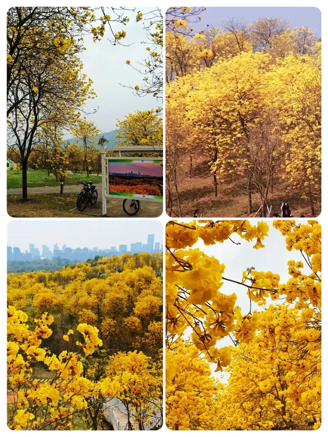 Strolling through Qingxiu Mountain, one encounters a romantic scene of blooming Golden Trumpet Trees