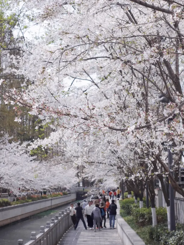 The cherry blossoms in Nanjing have bloomed, and you must see them both day and night, twice