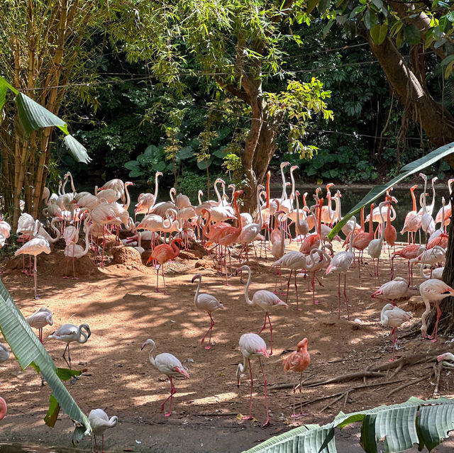 長隆野生動物園攻略來啦