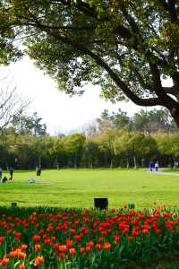 武漢這個免費公園居然開滿了鬱金香附攻略