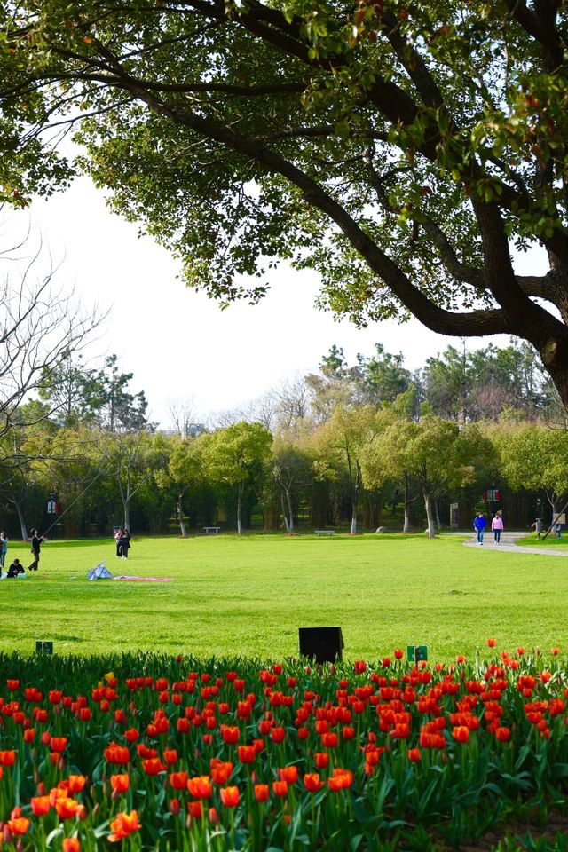 武漢這個免費公園居然開滿了鬱金香附攻略
