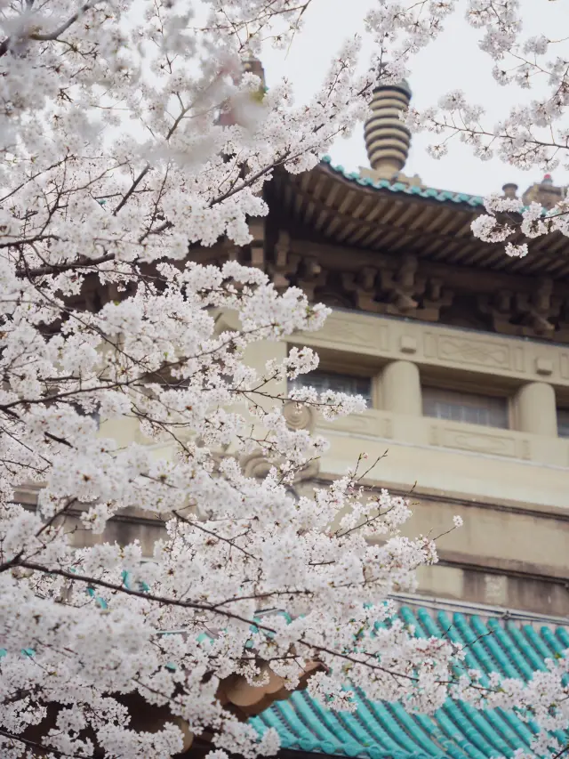 April in Wuhan University, the season when cherry blossoms are in full bloom!