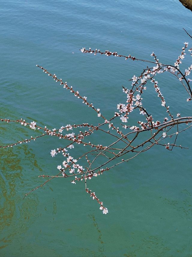 揚州瘦西湖｜煙花三月瘦西湖詳細遊玩攻略