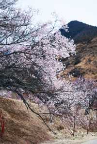 嘎拉村桃花朵朵開