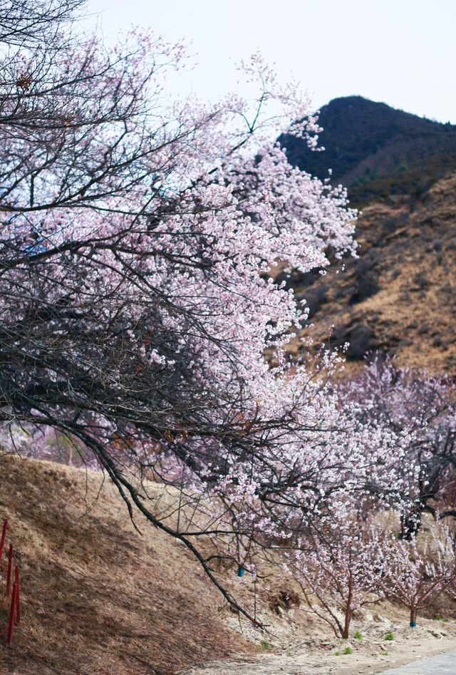 嘎拉村桃花朵朵開