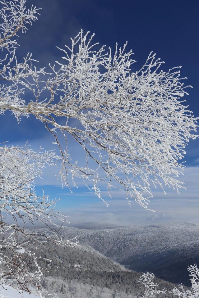 與雪來了一場浪漫的邂逅～｜幸福地在雪裡打滾