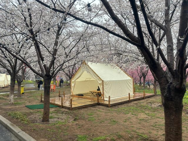 鄭州古柏渡，千畝花海盛宴