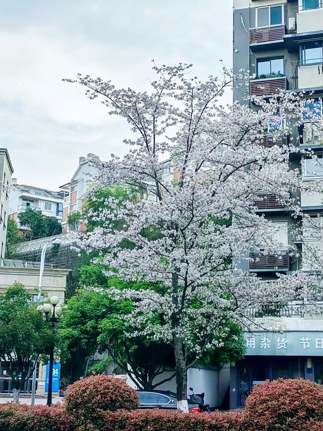 千島湖畔陽光路，春和景明，櫻花浪漫