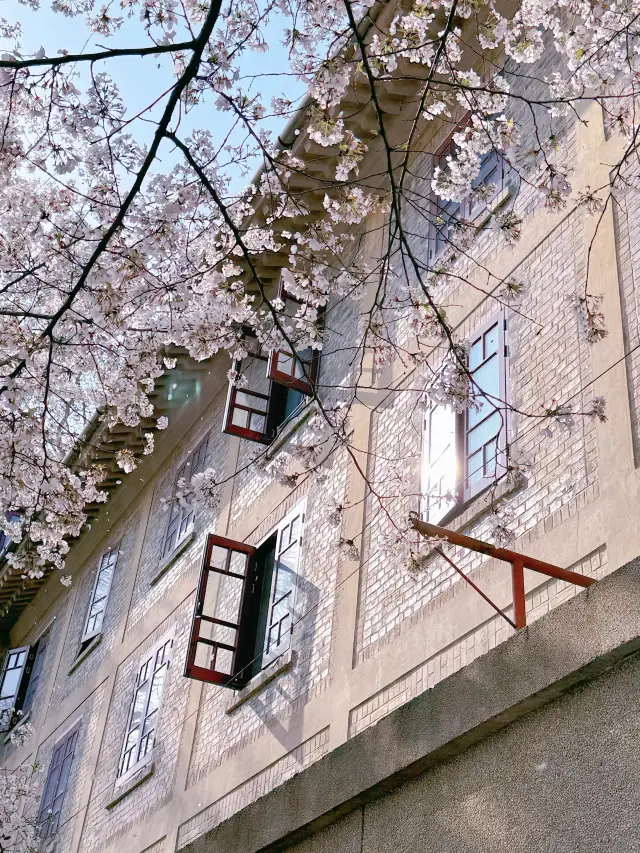 동방 점점 따뜻해져 봄이 가득한 도시, 친구들이 오셔서 벚꽃을 감상하시길 바랍니다
